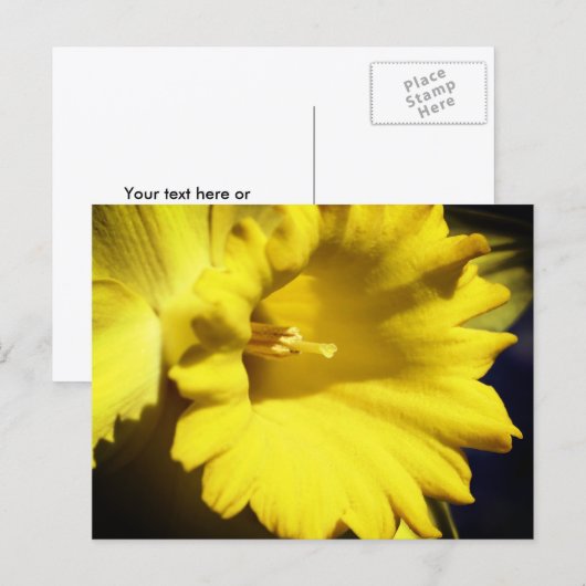 Gele Narcis Bloem Fotografie Briefkaart (Voorkant / Achterkant)