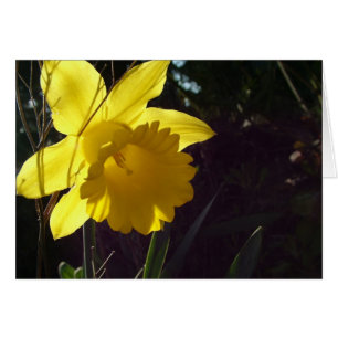 Gele narcis bloem in het zonlicht