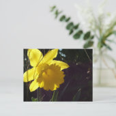 Gele narcis bloem in het zonlicht briefkaart (Staand voorkant)