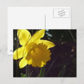 Gele narcis bloem in het zonlicht briefkaart (Voorkant / Achterkant)