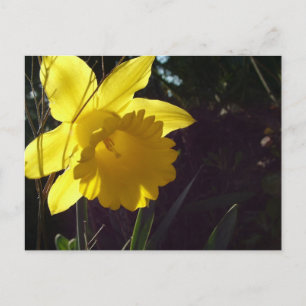 Gele narcis bloem in het zonlicht briefkaart