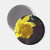 Gele narcis bloem in het zonlicht magneet (Voorkant / Achterkant)