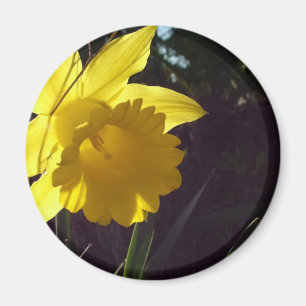 Gele narcis bloem in het zonlicht magneet