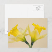 Gele narcissen briefkaart (Voorkant / Achterkant)
