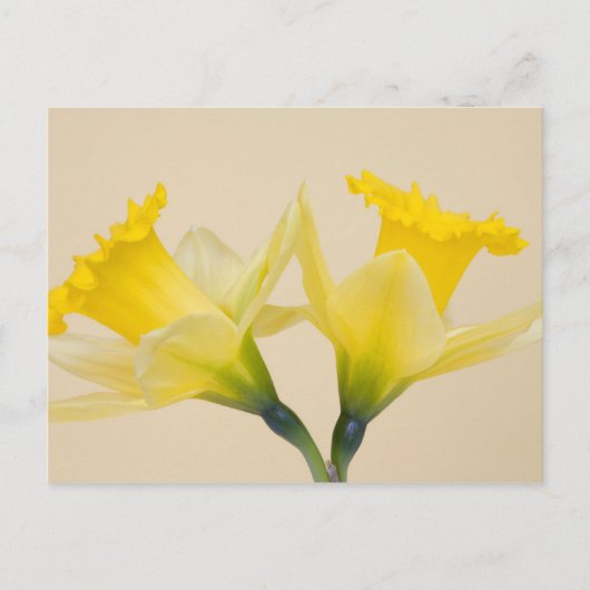 Gele narcissen briefkaart (Voorkant)