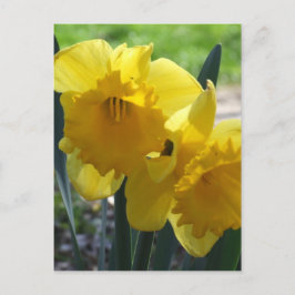Gele narcissen briefkaart