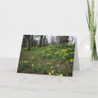 Gele narcissen. De Tuinen van Sophia, Cardiff,