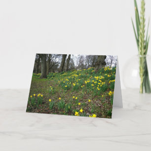 Gele narcissen. De Tuinen van Sophia, Cardiff, Kaart