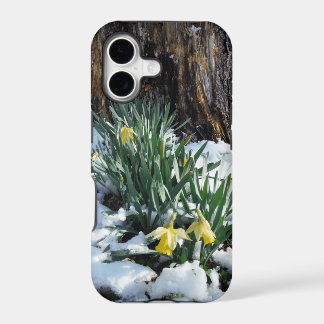 Gele narcissen in de sneeuw