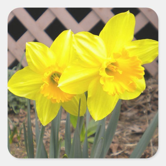 Gele Narcissen Sticker (Voorkant)