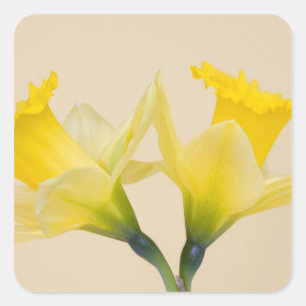 Gele narcissen vierkante sticker