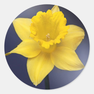 Gele Narcissus Bloem Bloemenschildering in waterve Ronde Sticker