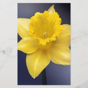 Gele Narcissus Bloemen waterverf Briefpapier