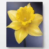 Gele Narcissus Bloemen waterverf Fotoplaat (Voorkant)