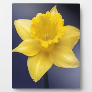 Gele Narcissus Bloemen waterverf Fotoplaat