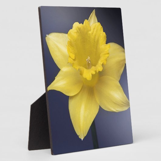 Gele Narcissus Bloemen waterverf Fotoplaat (Zijkant)