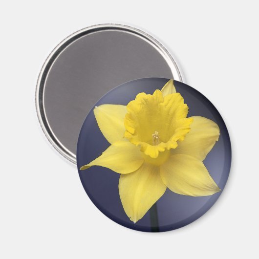 Gele Narcissus Bloemen waterverf Magneet (Voorkant / Achterkant)