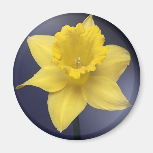 Gele Narcissus Bloemen waterverf Magneet (Voorkant)