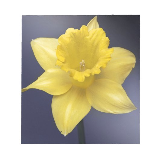 Gele Narcissus Bloemen waterverf Notitieblok (Voorkant)