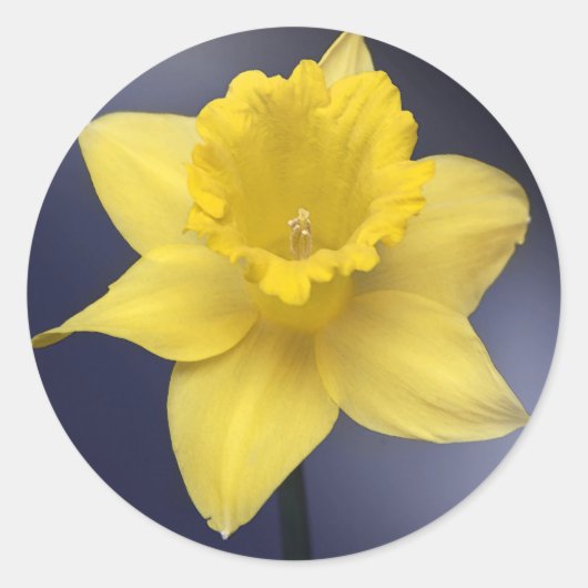 Gele Narcissus Bloemen waterverf Ronde Sticker (Voorkant)