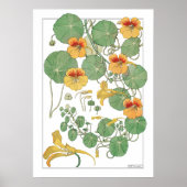 Gele Nasturtia | Antiek lithograaf 1896 Poster (Voorkant)