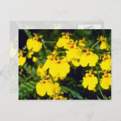 gele natriumbloemen briefkaart (Voorkant / Achterkant)