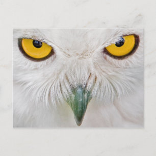 gele ogen uil briefkaart