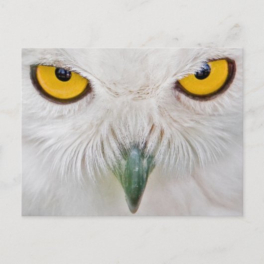 gele ogen uil briefkaart (Voorkant)