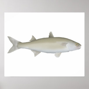 gele oogmullet poster