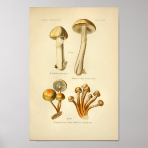  Gele Oranje paddenstoelen Kunst Afdrukken Frans Poster
