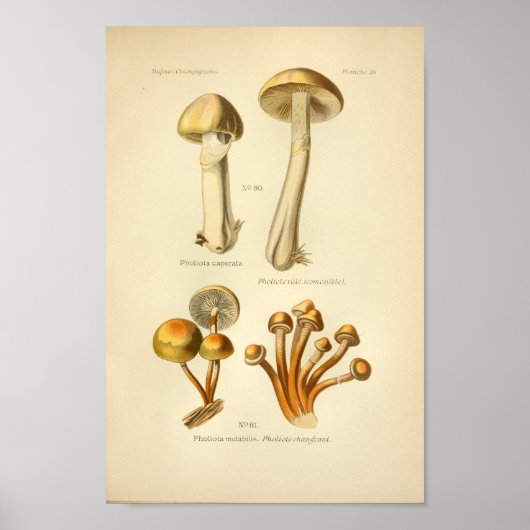 Gele Oranje paddenstoelen Kunst Afdrukken Frans Poster (Voorkant)
