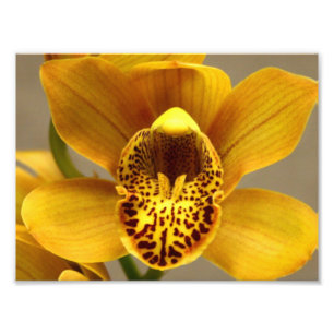 Gele Orchid Flowers Foto Afdruk