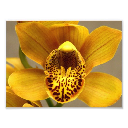 Gele Orchid Flowers Foto Afdruk (Voorkant)