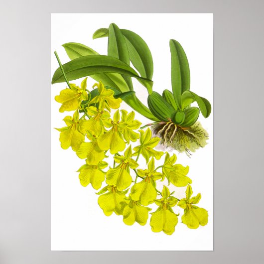  gele orchidebloem poster (Voorkant)