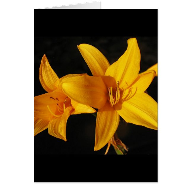 Gele orchidee (Voorkant)