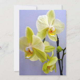 Gele Orchidee Blanco Binnen Wenskaart Voor Elke Ge Kaart