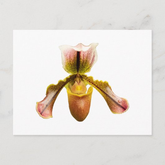 Gele orchidee briefkaart (Voorkant)