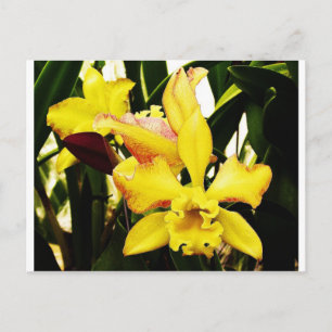 Gele orchidee briefkaart
