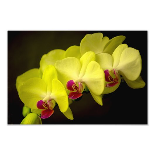 Gele Orchidee - Fotoprint Foto Afdruk (Voorkant)
