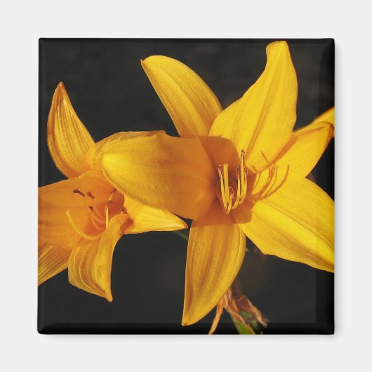 Gele orchidee magneet (Voorkant)