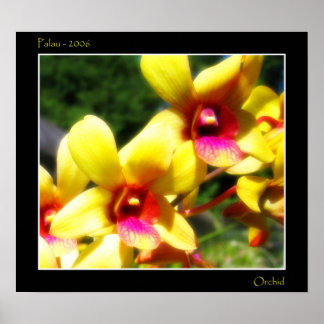 Gele orchidee poster