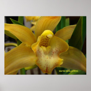 Gele orchidee poster