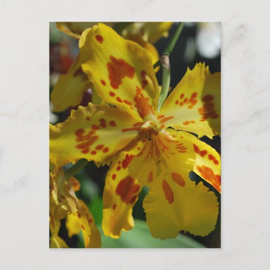 Gele orchidee uit Vero Beach Briefkaart (Voorkant)