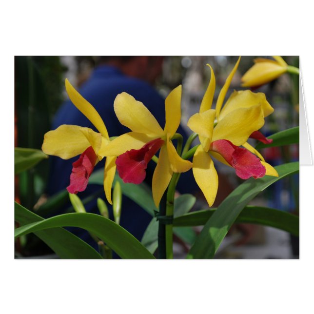 Gele Orchidee uit Vero Beach, FL (Voorkant Horizontaal)