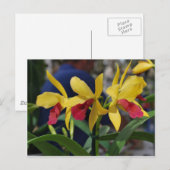 Gele Orchidee uit Vero Beach, FL Briefkaart (Voorkant / Achterkant)