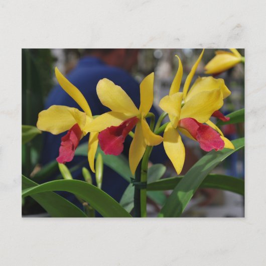 Gele Orchidee uit Vero Beach, FL Briefkaart (Voorkant)