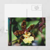 Gele Orchidee uit Vero Beach, FL Briefkaart (Voorkant / Achterkant)