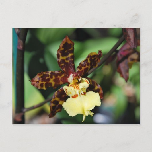 Gele Orchidee uit Vero Beach, FL Briefkaart (Voorkant)