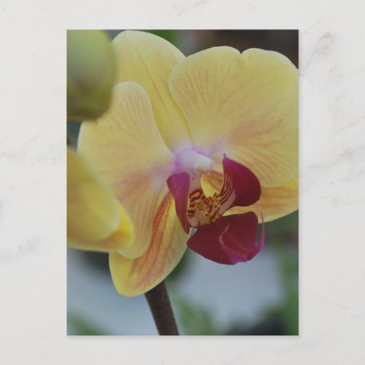 Gele Orchidee van Gardenfest 2011 Briefkaart (Voorkant)