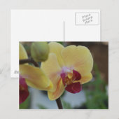 Gele Orchidee van Gardenfest 2011 Briefkaart (Voorkant / Achterkant)